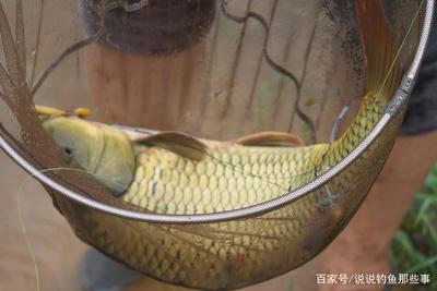 行者野釣營潘家口水庫活動紀實 山水之間，尋一份野趣與寧靜
